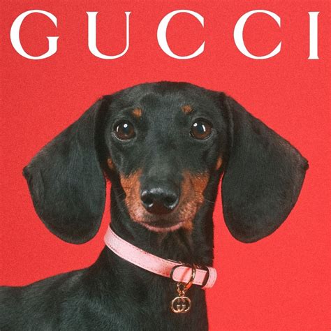 gucci pets print|Gucci pets.